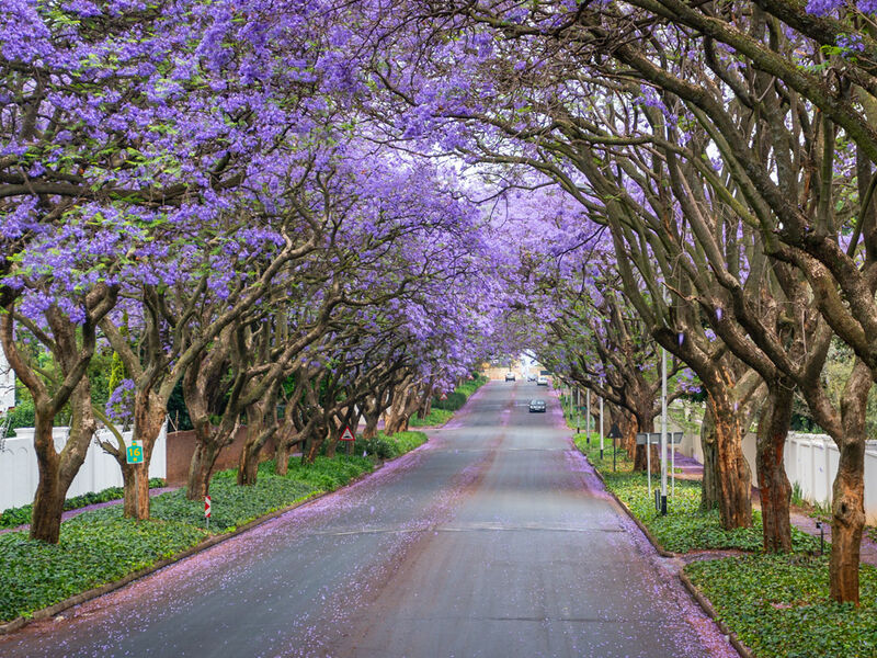 Görkemli Güney Afrika ve Safari 7 Gece - THY ile 19 Mart (Ramazan Bayramı Özel) (CPT - JNB) AT098